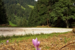 Wieshoibe im Herbst an der Kienbergnordseite