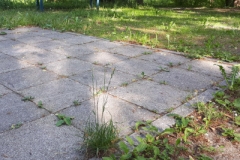 Muss der Kurpark in die Kur?