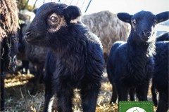 Frohe Ostern wünscht die Pfrontner Liste