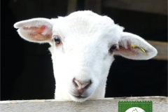 Frohe Ostern wünscht die Pfrontner Liste