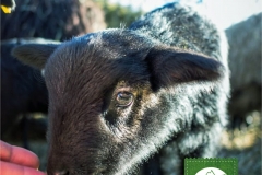 Frohe Ostern wünscht die Pfrontner Liste