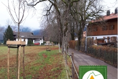 neue Bäume in der Weglänge